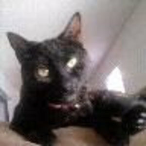 Meet your Posher, Molly